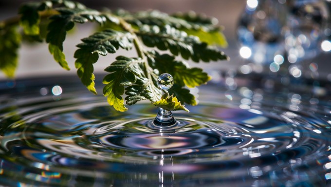 Free Nature's Renewal Emerging Image - Fern, Droplet, Rainbow ...