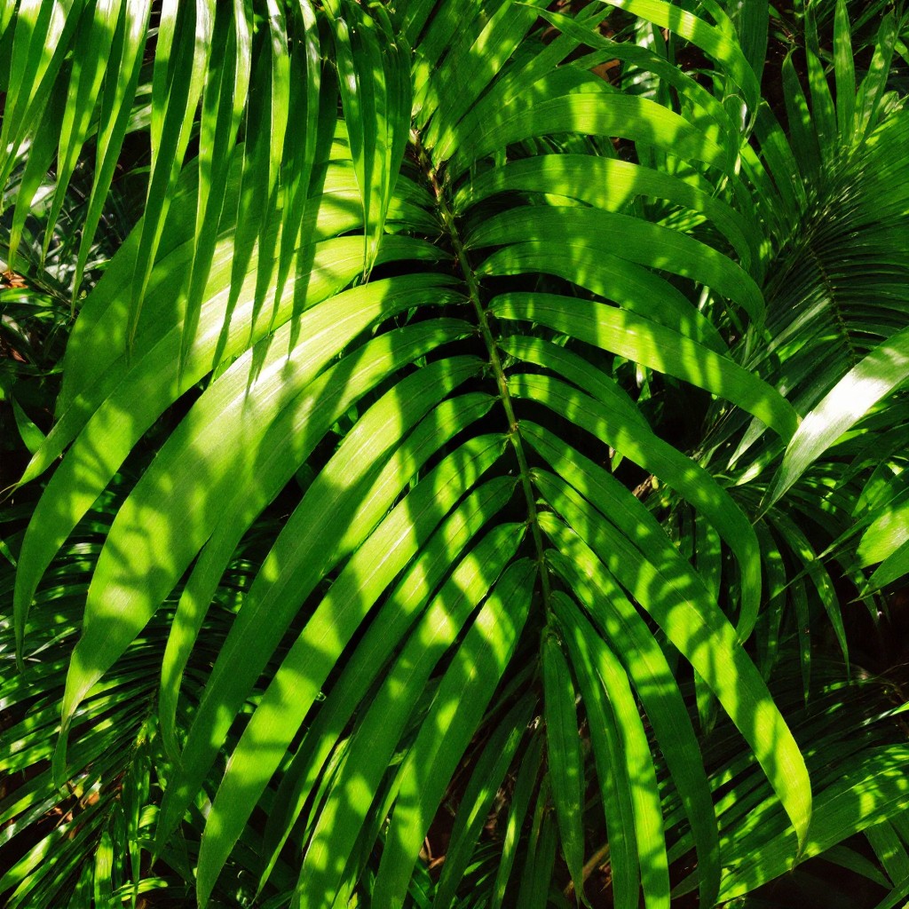Free Tropical Palm Light Photo - Palm, Tropical, Green | Download at ...