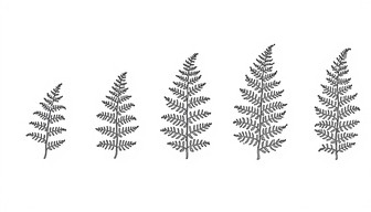 Free Fern Unfurling Sequence Image - Fern, Frond, Botanical | Download ...