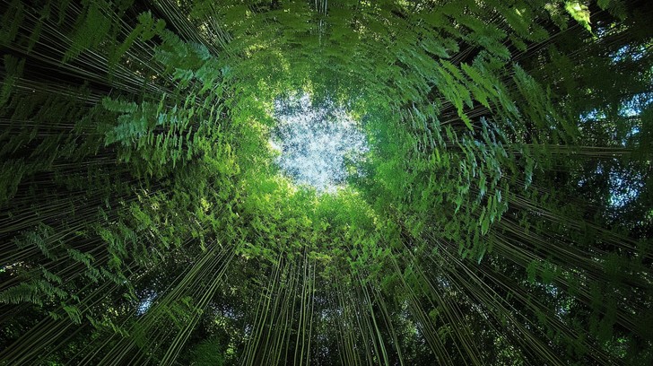 Large Canopy Top View Free Forest canopy view Image - Bamboo, Forest, Canopy | Download at ...