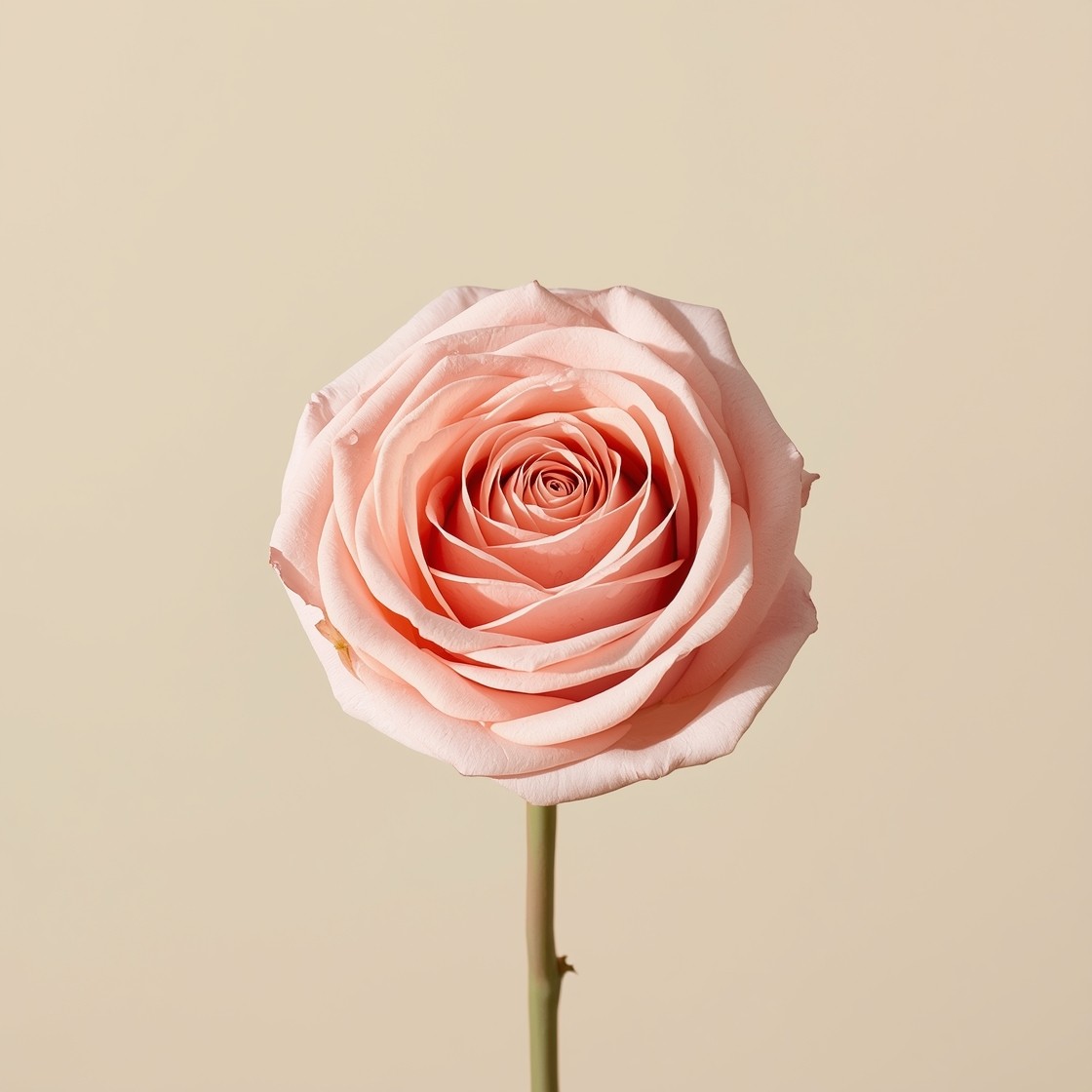 Free Blush Rose Beauty Photo - Rose, Pink, Flower | Download at StockCake