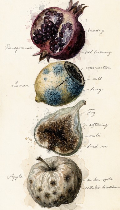 Decayed Fruit Drawing Free Beautiful Botanical Decay Image - Watercolor, Botanical, Decay ...