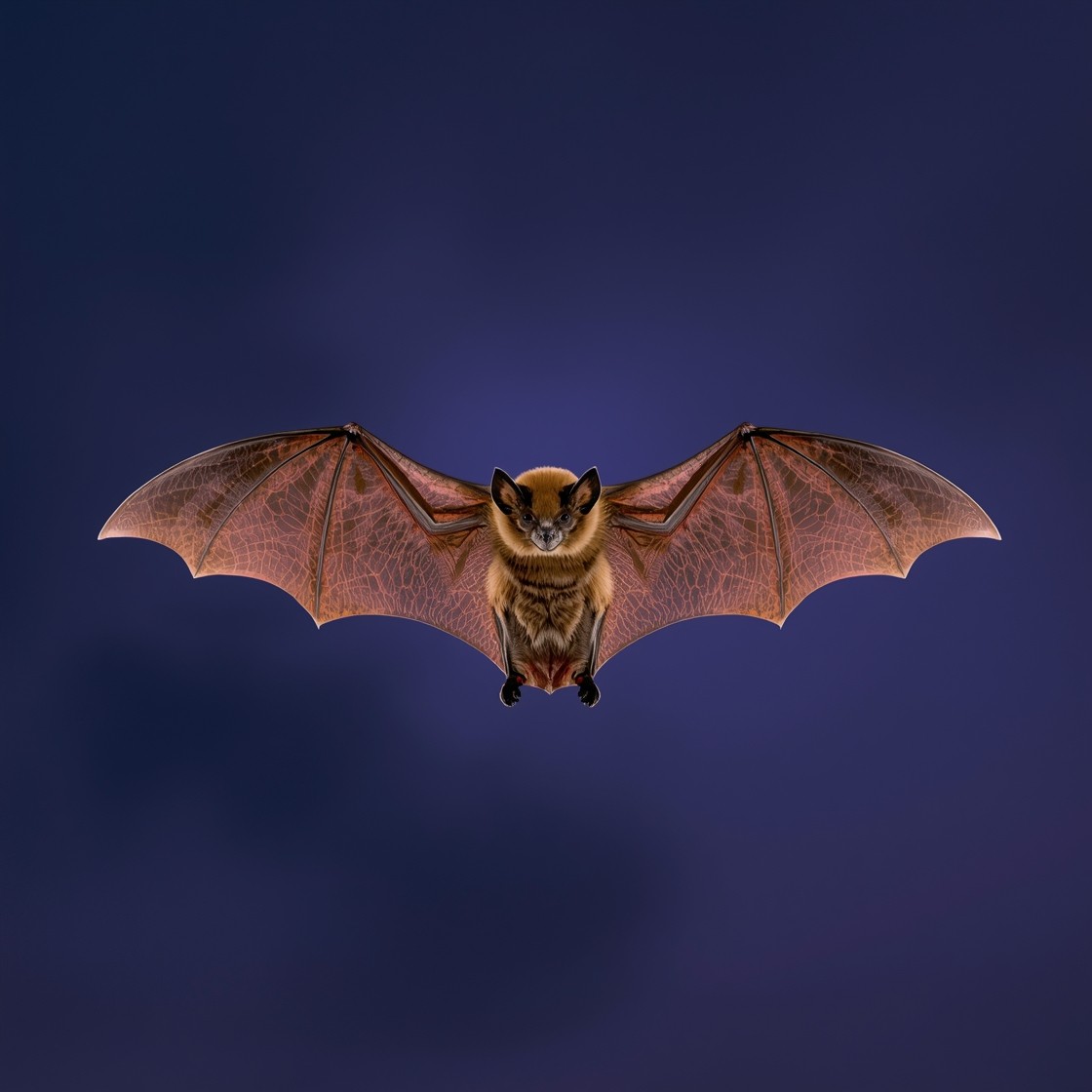 Free Elegant Bat Flight Image - Bat, Flying, Wings | Download at StockCake