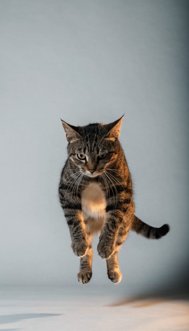 Jumping Cat Athletic tabby cat suspended mid-pounce in a clean studio setting ...