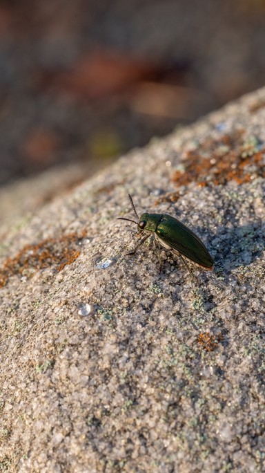 Download Emerald Beetle Resting Image - Beetle, Macro, Insect | StockCake