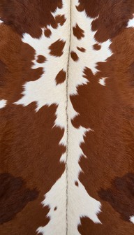 Free Natural bovine texture Image - Cowhide, Bovine, Pattern | Download ...