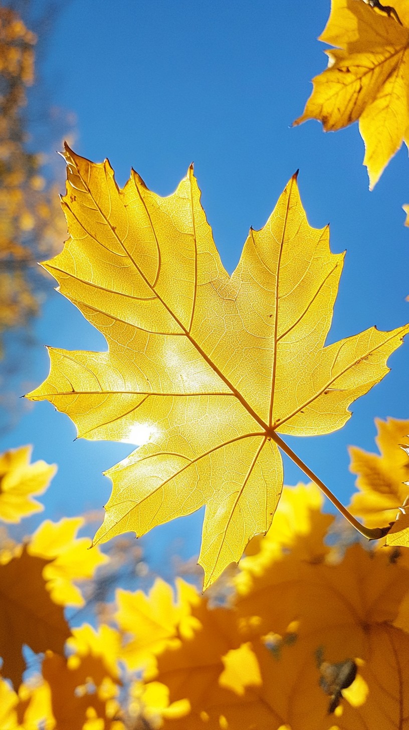 Free Golden autumn leaf Photo - Autumn, Leaf, Golden | Download at ...