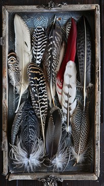 Feather Display Box Free Feathers Collection Display Image - Feathers, Colors, Tray ...