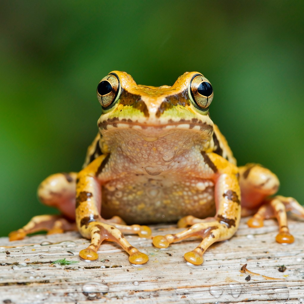 Da Frog Free Funny Tree Frog Image - Frog, Amphibian, Macro | Download at StockCake