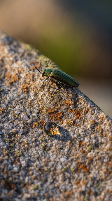 Download Emerald Beetle Resting Image - Beetle, Macro, Insect | StockCake