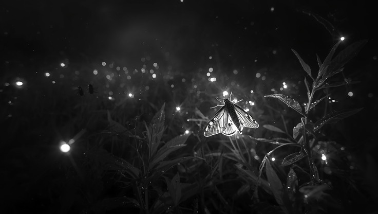 Free Starry Firefly Night Image - Night, Field, Fireflies | Download at ...